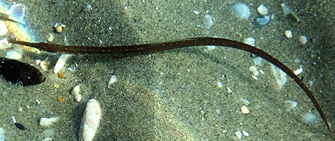 Misano Adriatico: Umbrina cirrosa e Pomatoschistus marmoratus